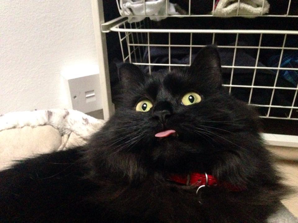 Cat Black Cat Sticking Tongue Out Meme.