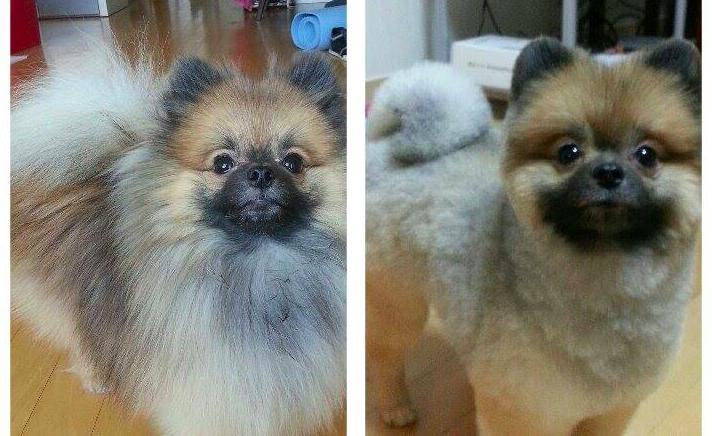Pomeranian Haircut Before And After 15 dogs before and after their ... Pomeranian Haircut Before And After 15 dogs before and after their ...