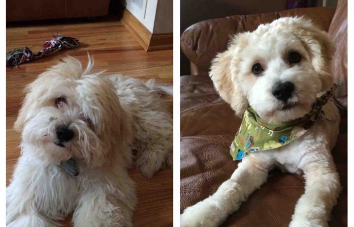 These Before And After Dog Haircut Pictures Are So ...