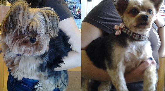 15 Dogs Before And After Their Spring Haircuts