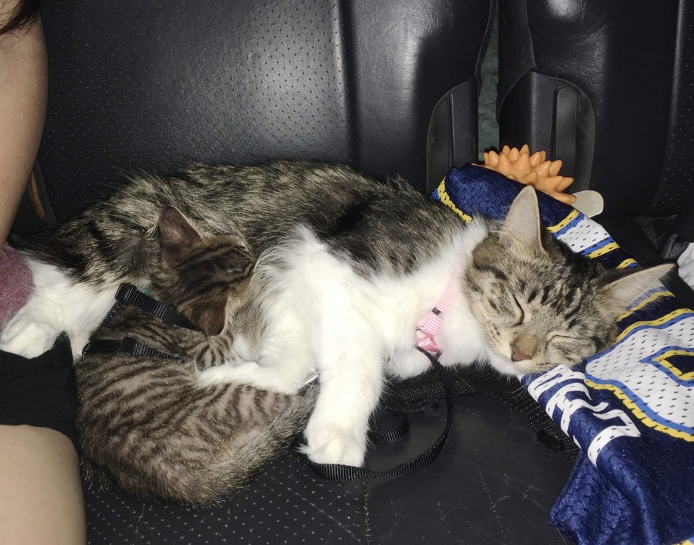 Rescue Cat Guards Foster Kitten and Teaches Him to Walk Just Like Her