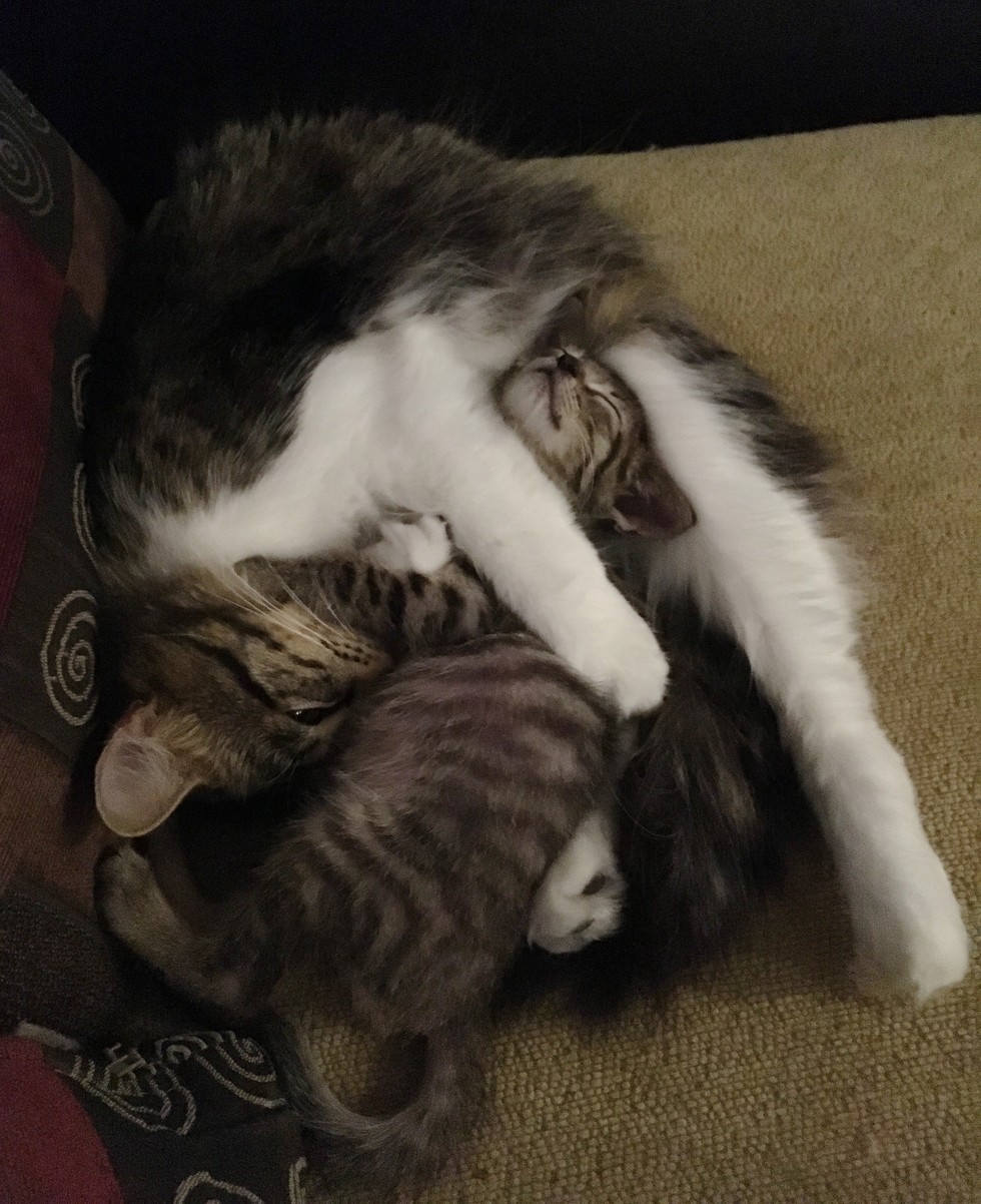 Rescue Cat Guards Foster Kitten and Teaches Him to Walk Just Like Her