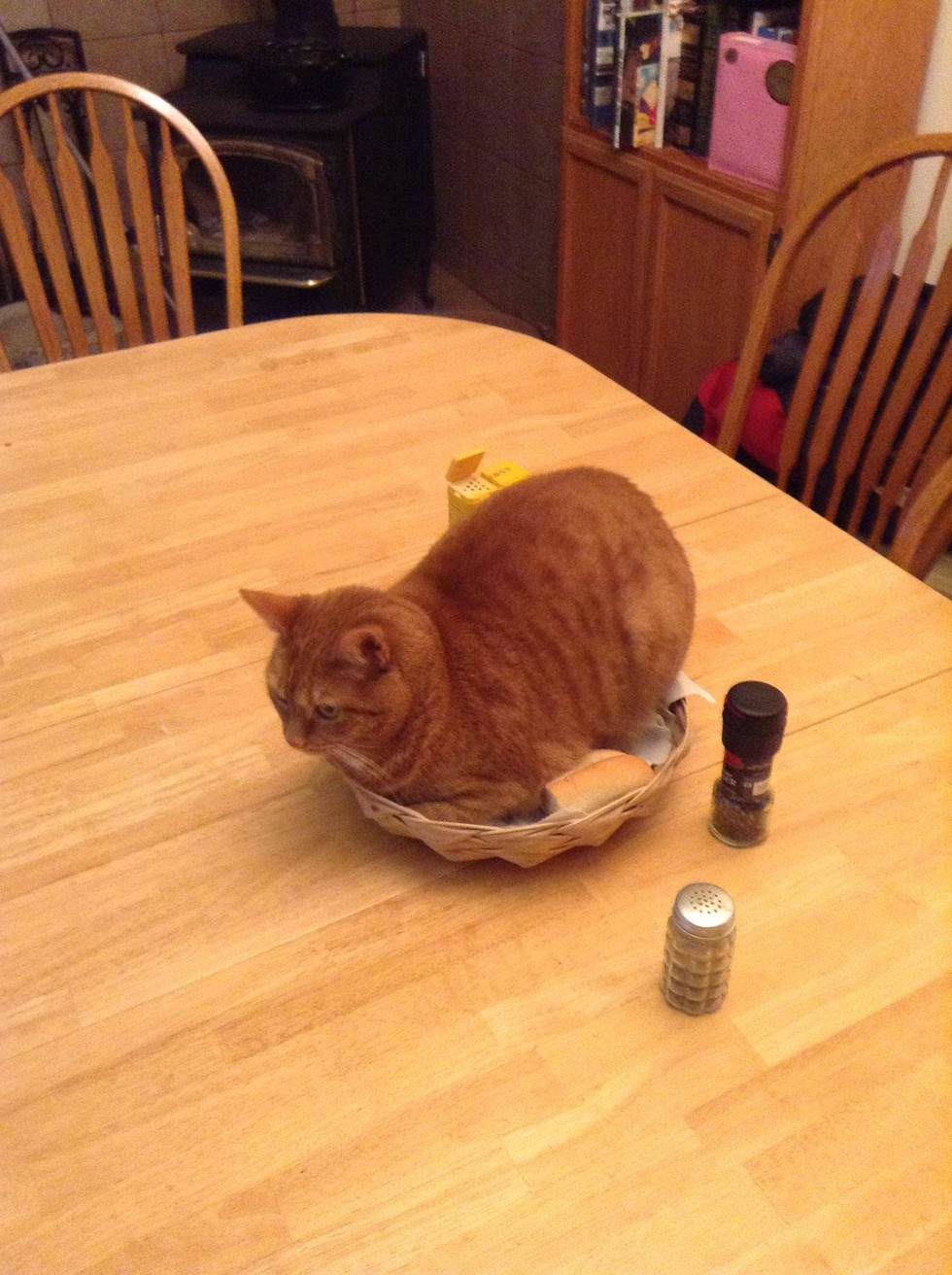 13 Cats Who Definitely Don't Regret Being Jerks Meowingtons