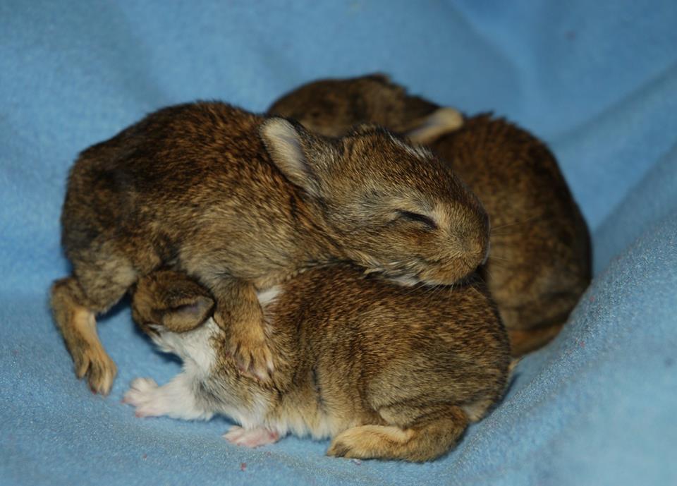 These Baby Bunny Hybrids Are 100 Adorable