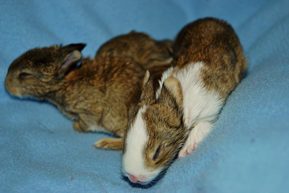 These Baby Bunny Hybrids Are 100 Adorable