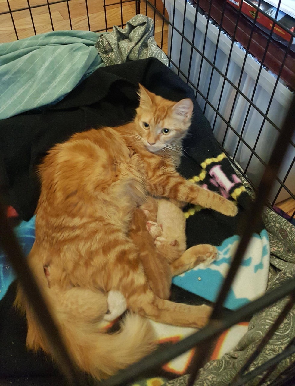 Orange Stray Cat Walks Up to Workers, She Doesn't Come Alone - Love Meow