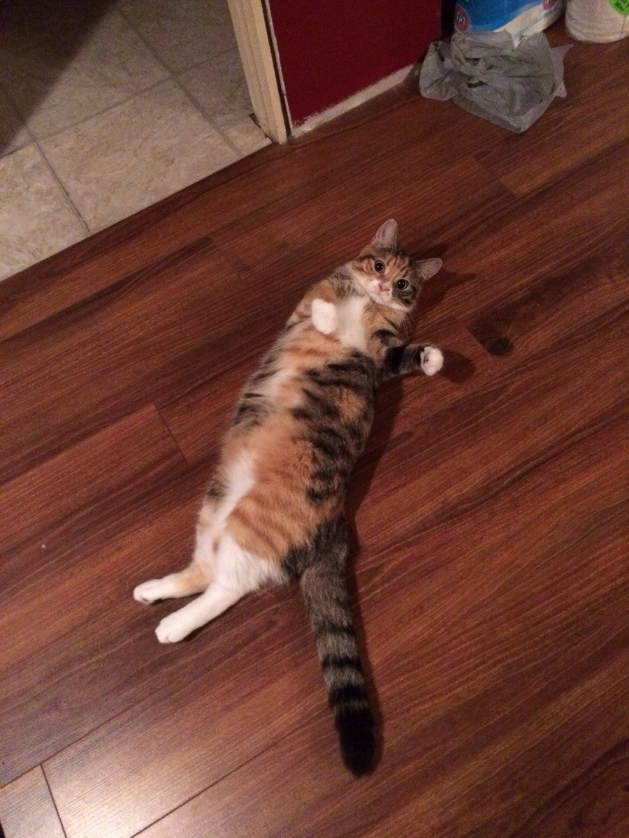 13 Cat Bellies That Are Total HAND TRAPS