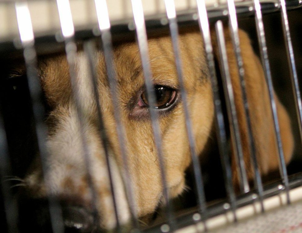 You Can Save A Beagle Trapped Inside A Lab By Adopting One Now