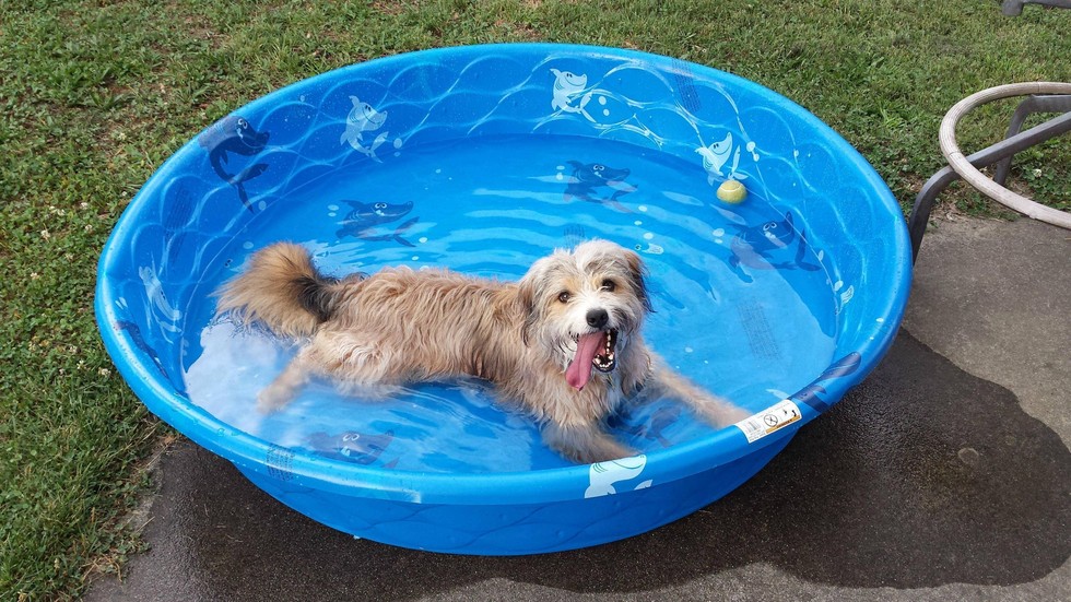 18 Dogs Who Are Straight Chillin' In Their Kiddie Pools