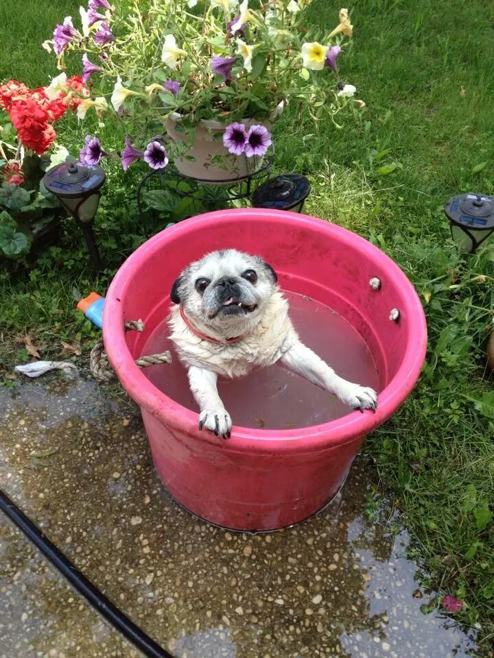 18 Dogs Who Are Straight Chillin' In Their Kiddie Pools