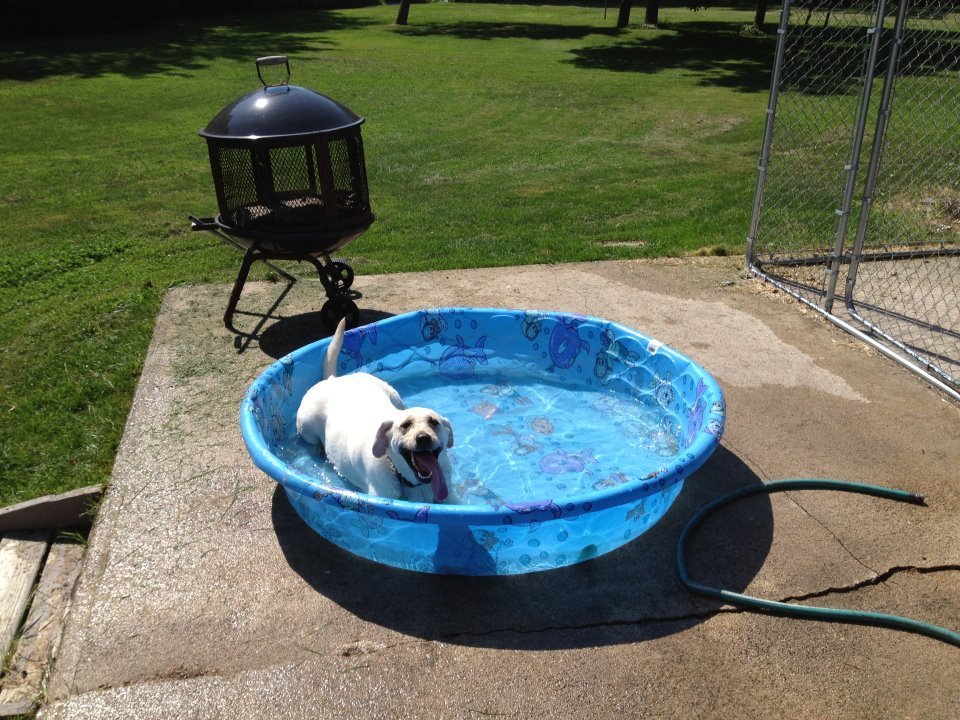 18 Dogs Who Are Straight Chillin' In Their Kiddie Pools