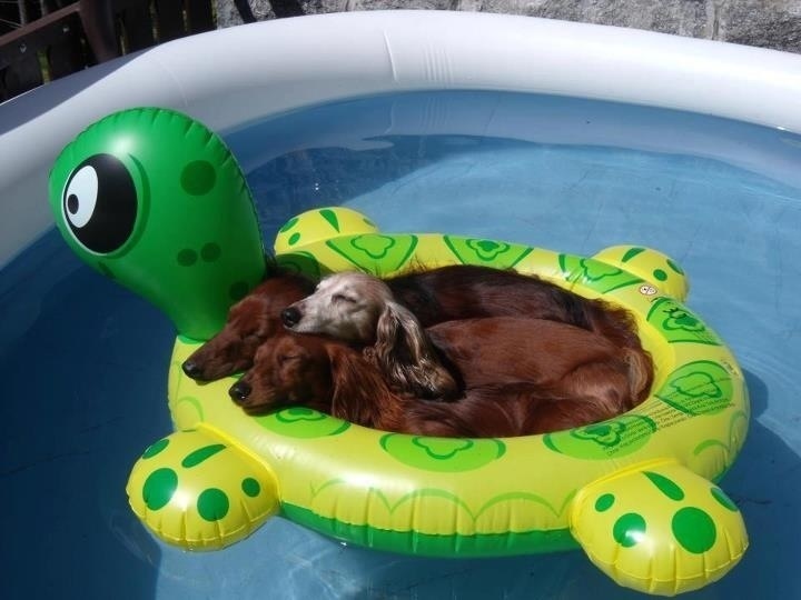 18 Dogs Who Are Straight Chillin' In Their Kiddie Pools