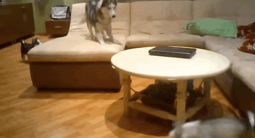 Coolest Husky Mom Ever Teaches Her Puppies How To Play