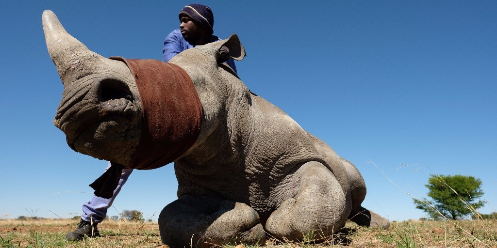 Making a Killing: The Nexus of Terrorism and Wildlife Trafficking