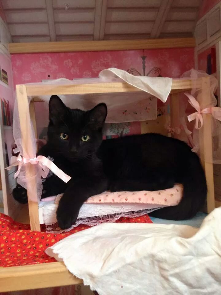 Cats Who Are Breaking Into Houses \u2014 Doll Houses, That Is