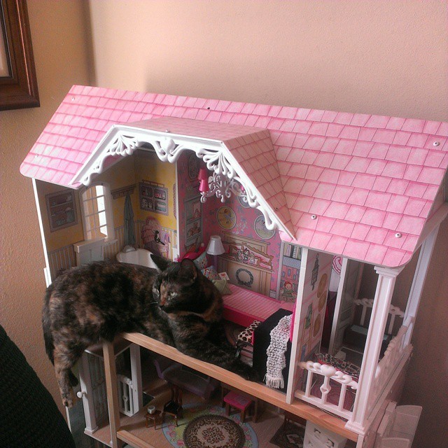 Cats Who Are Breaking Into Houses \u2014 Doll Houses, That Is