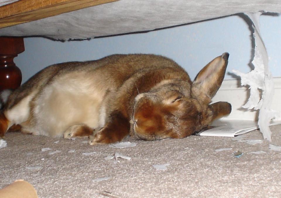 30 Mischievous Bunnies Who Have No Regrets About Taking Over Your House