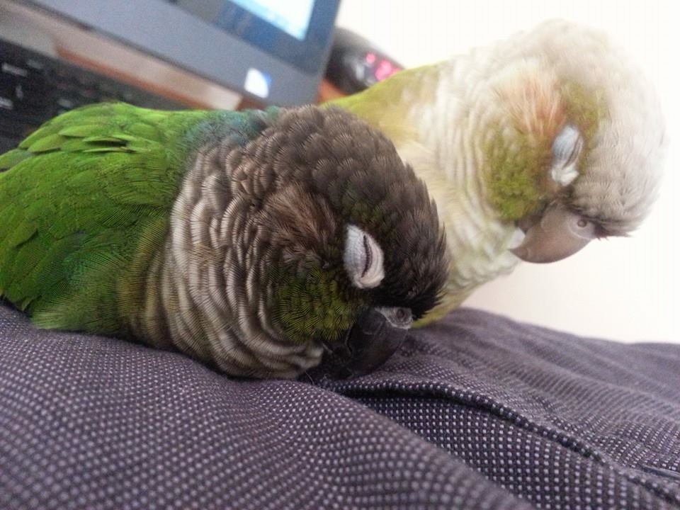 12 Pet Parrots You Can't Believe Even Exist