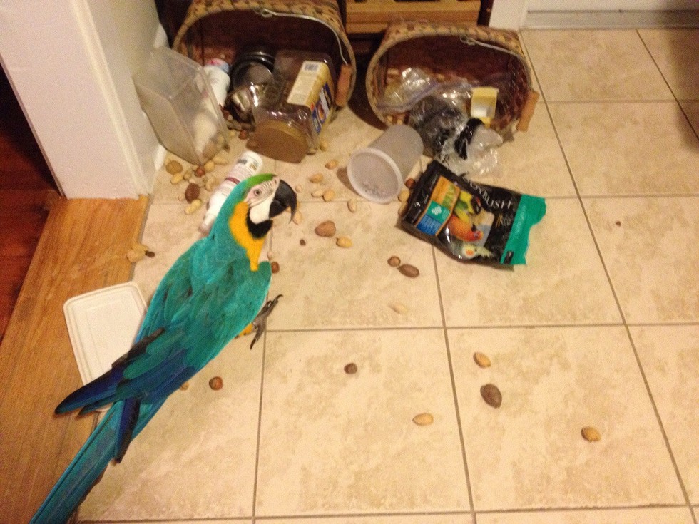 12 Pet Parrots You Can't Believe Even Exist