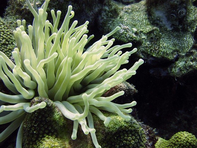 EU ocean protection plan draws fire for weak enforcement and lack of binding goals