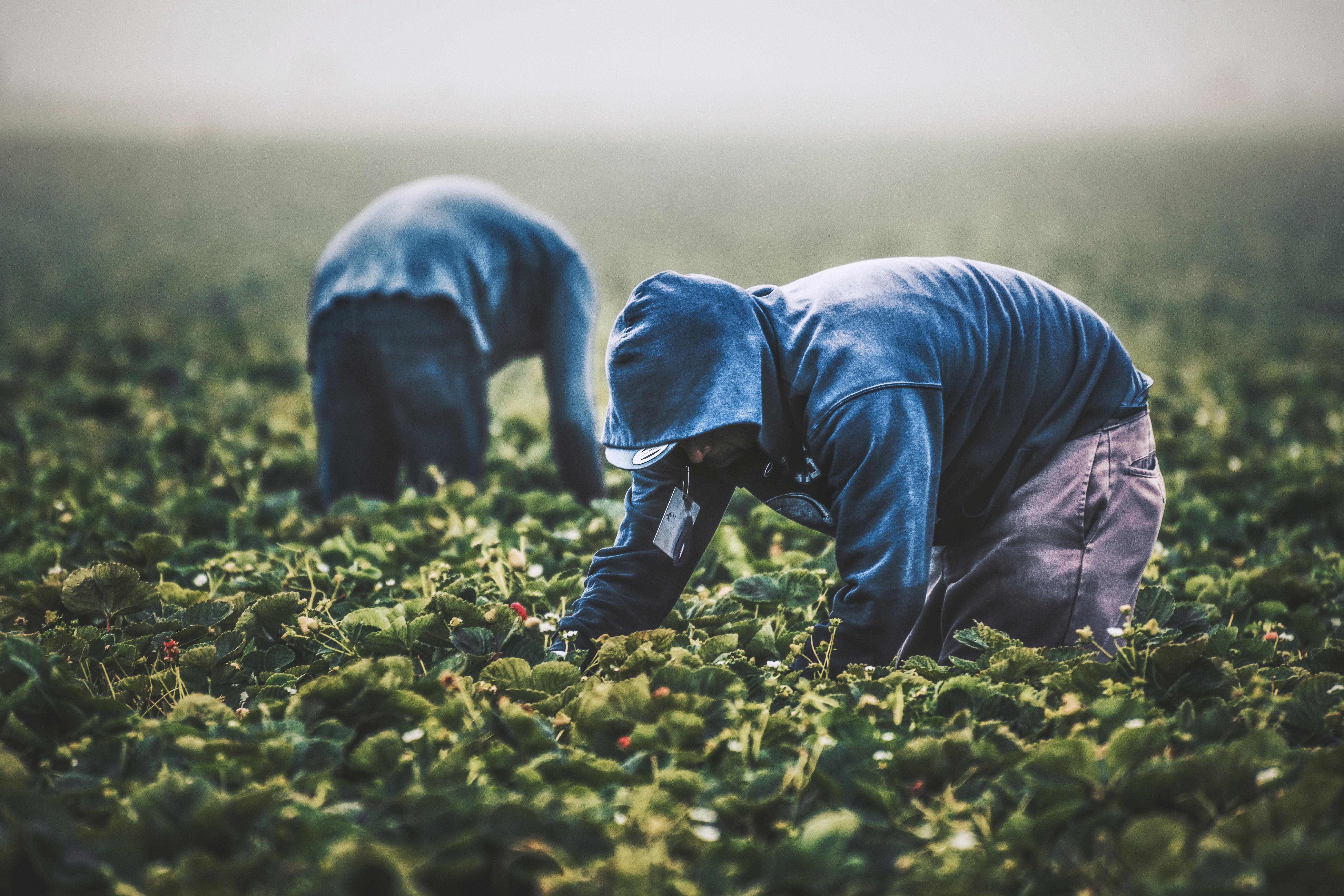 Canada: Lawsuit targets federal inaction on pesticide safety information for farm workers