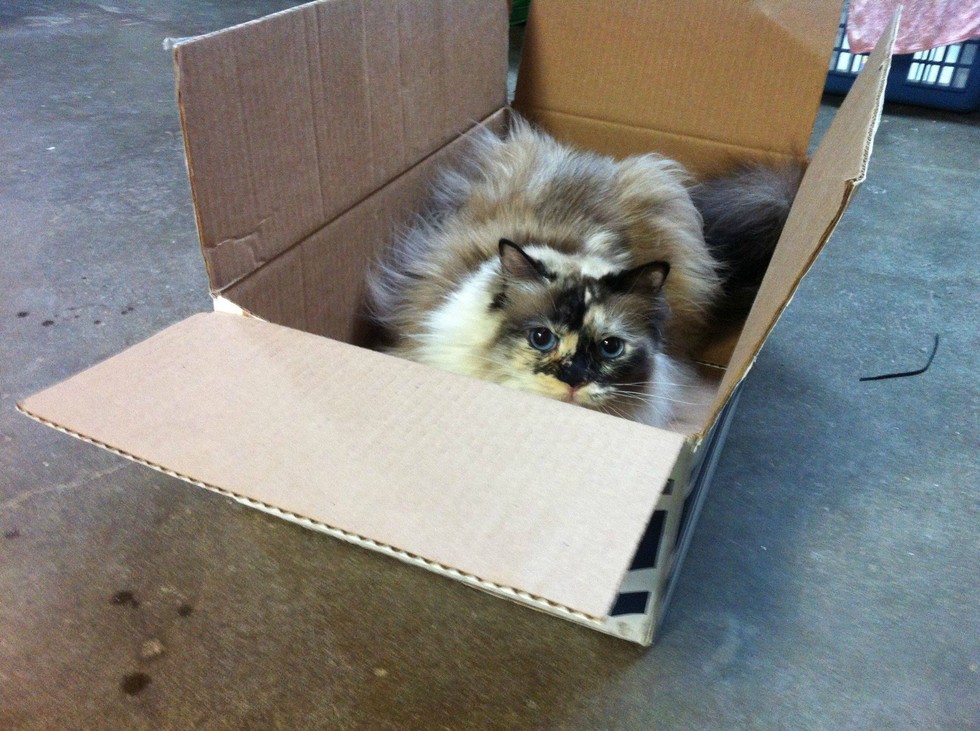 12 'Cat Traps' That Totally Worked