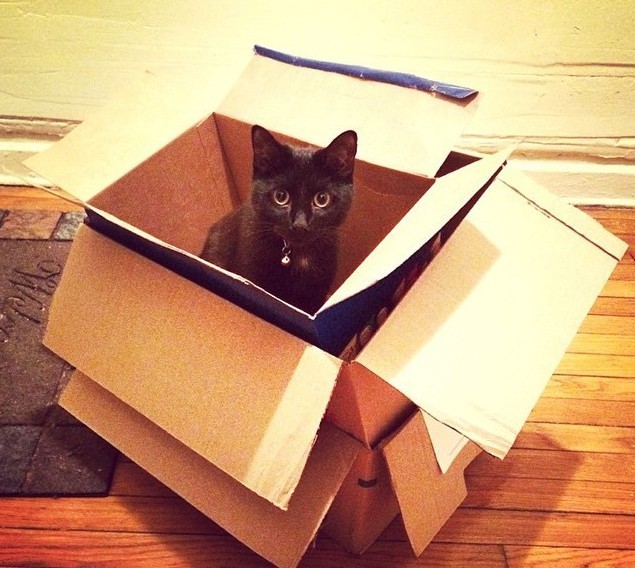 12 'Cat Traps' That Totally Worked