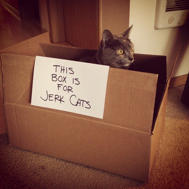 12 'Cat Traps' That Totally Worked