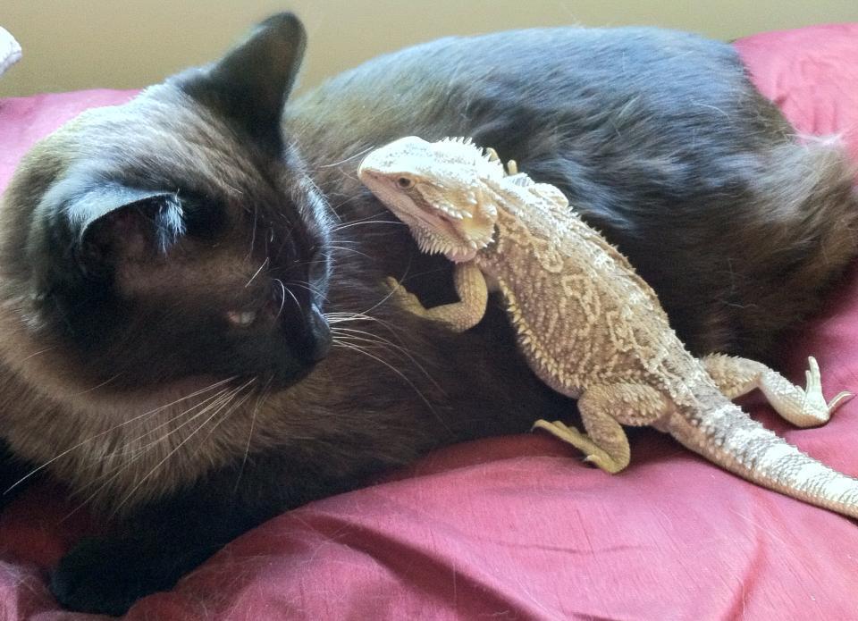jelly cat lizard