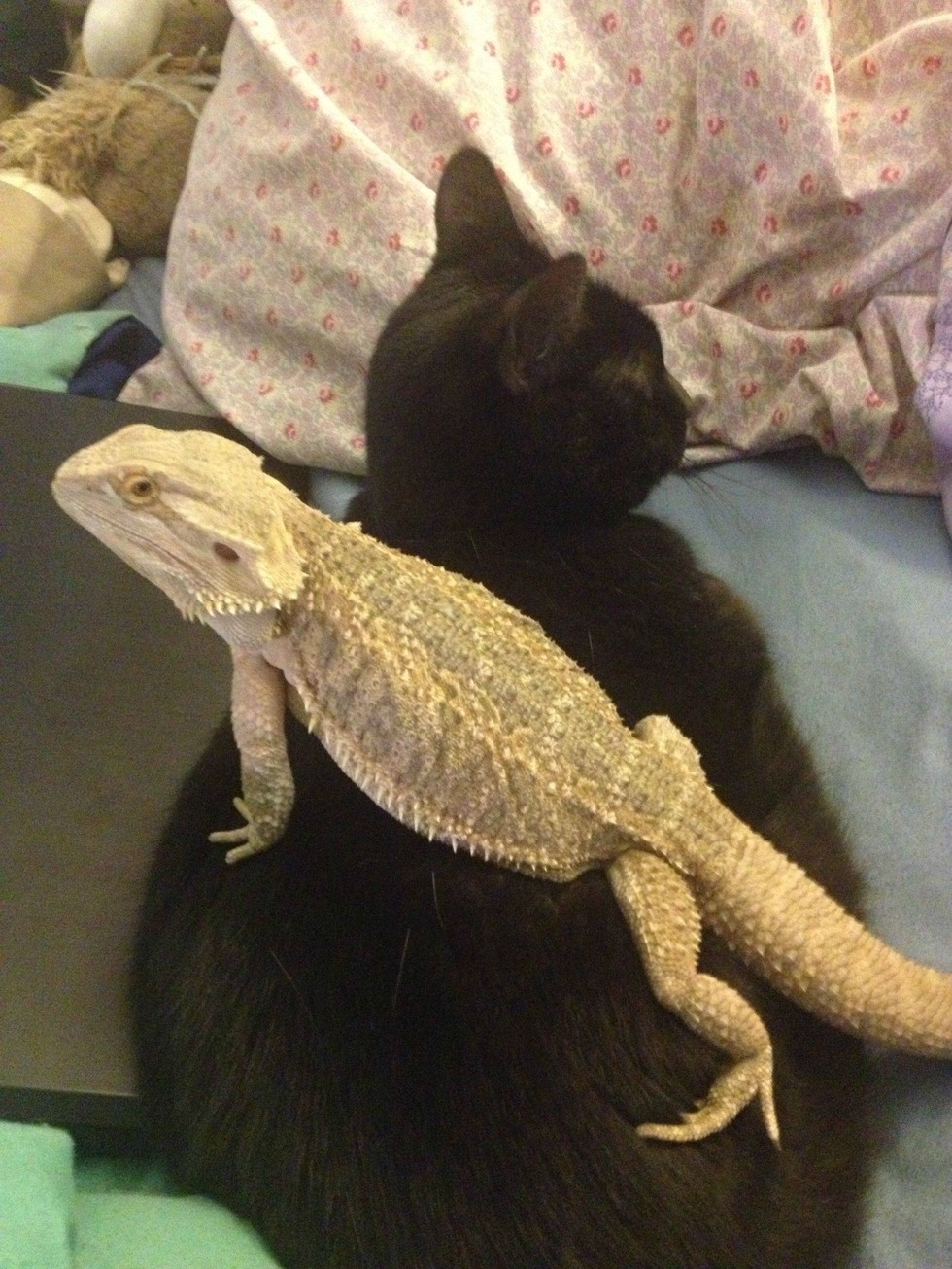 14 Cats Who Are Randomly Friends With Lizards