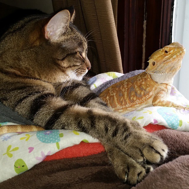 14 Cats Who Are Randomly Friends With Lizards