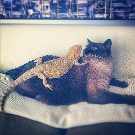 14 Cats Who Are Randomly Friends With Lizards