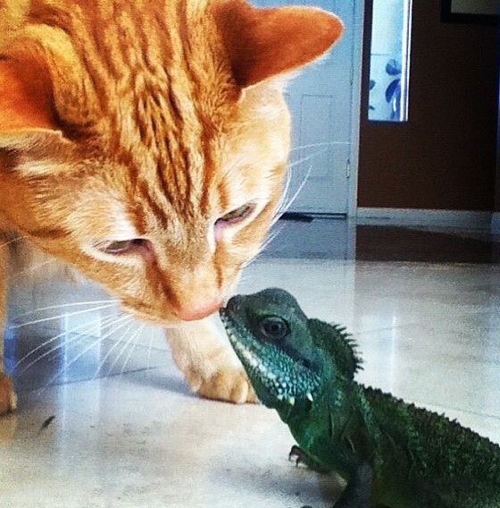 14 Cats Who Are Randomly Friends With Lizards