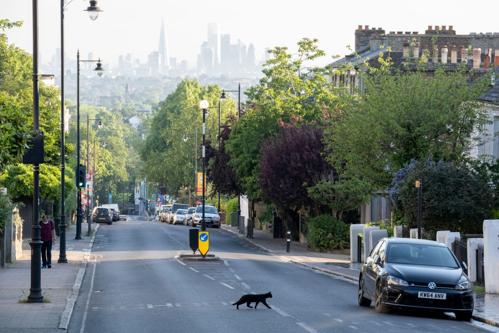 Labour under pressure to launch new driving laws for animals as landmark petition demands action