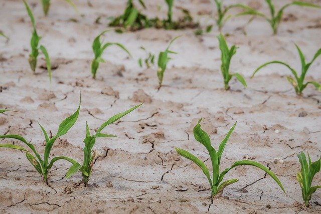 Scientists explore genetic tools to protect crops from rising global temperatures