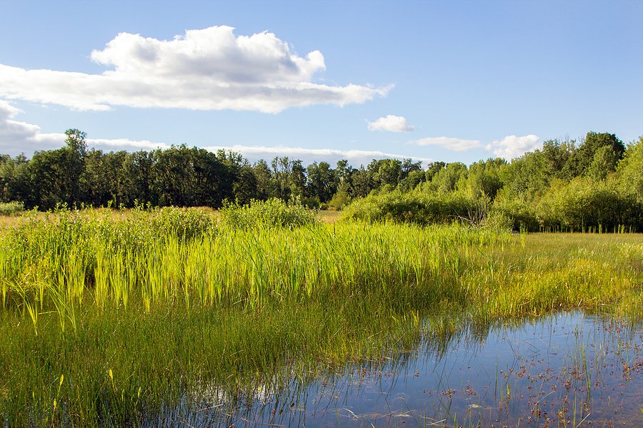 Restored wetland revives endangered fish and boosts collaboration in Oregon’s Klamath Basin