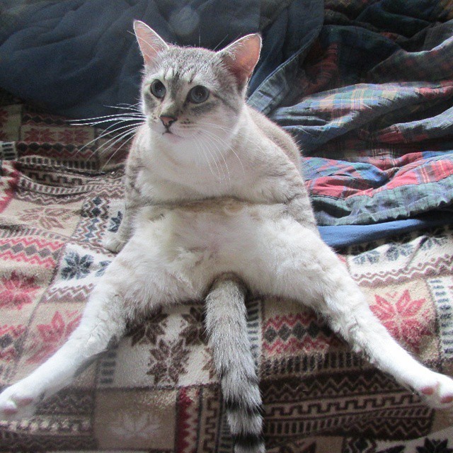 12 Very Important Cat Shapes