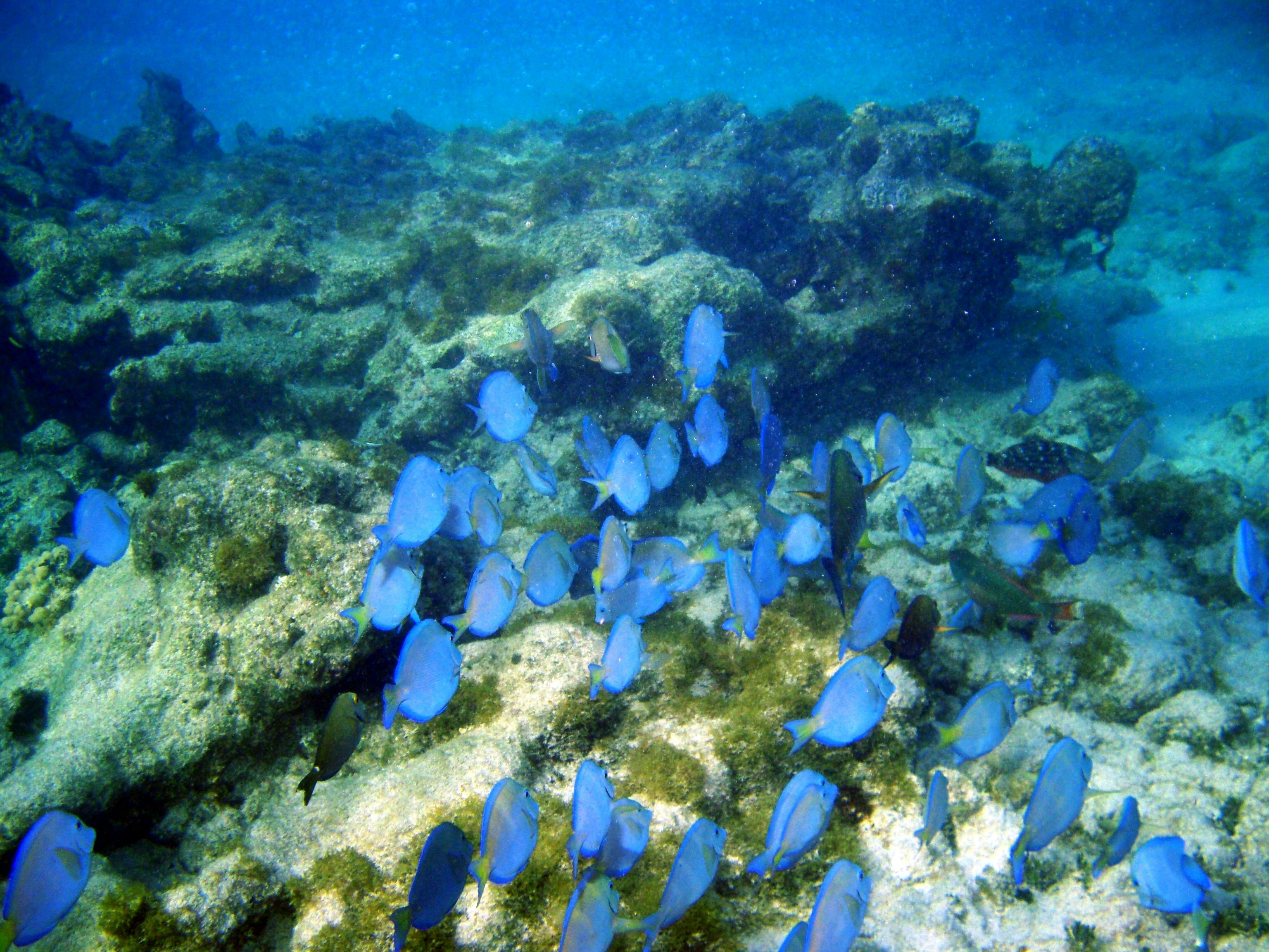 Puerto Rico crea nueva área marina protegida, clave para la conservación de tortugas, corales y praderas submarinas
