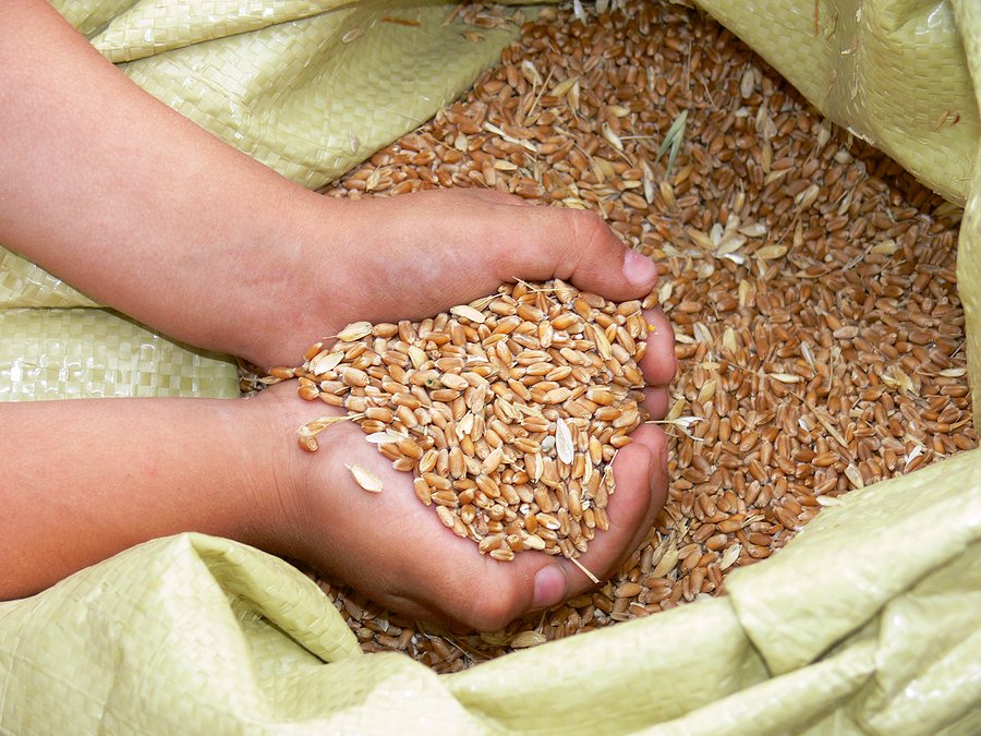 Conflicts threaten global crop diversity as seed banks are looted or destroyed