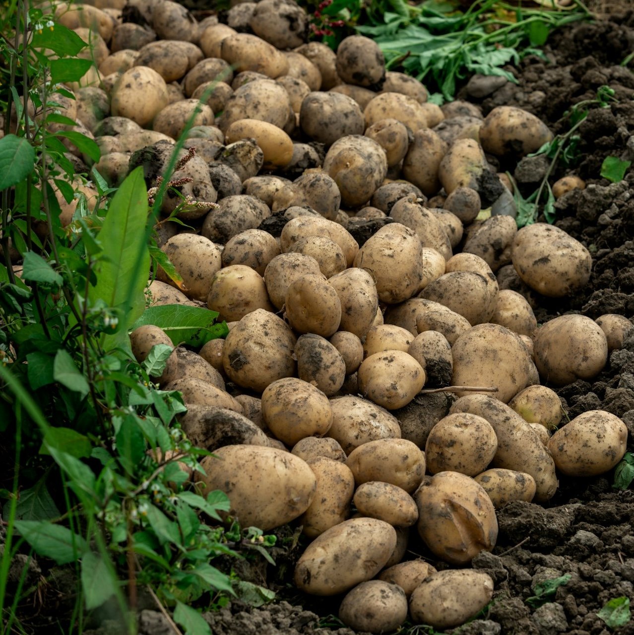 Plants might one day warn us about toxic PFAS — by glowing