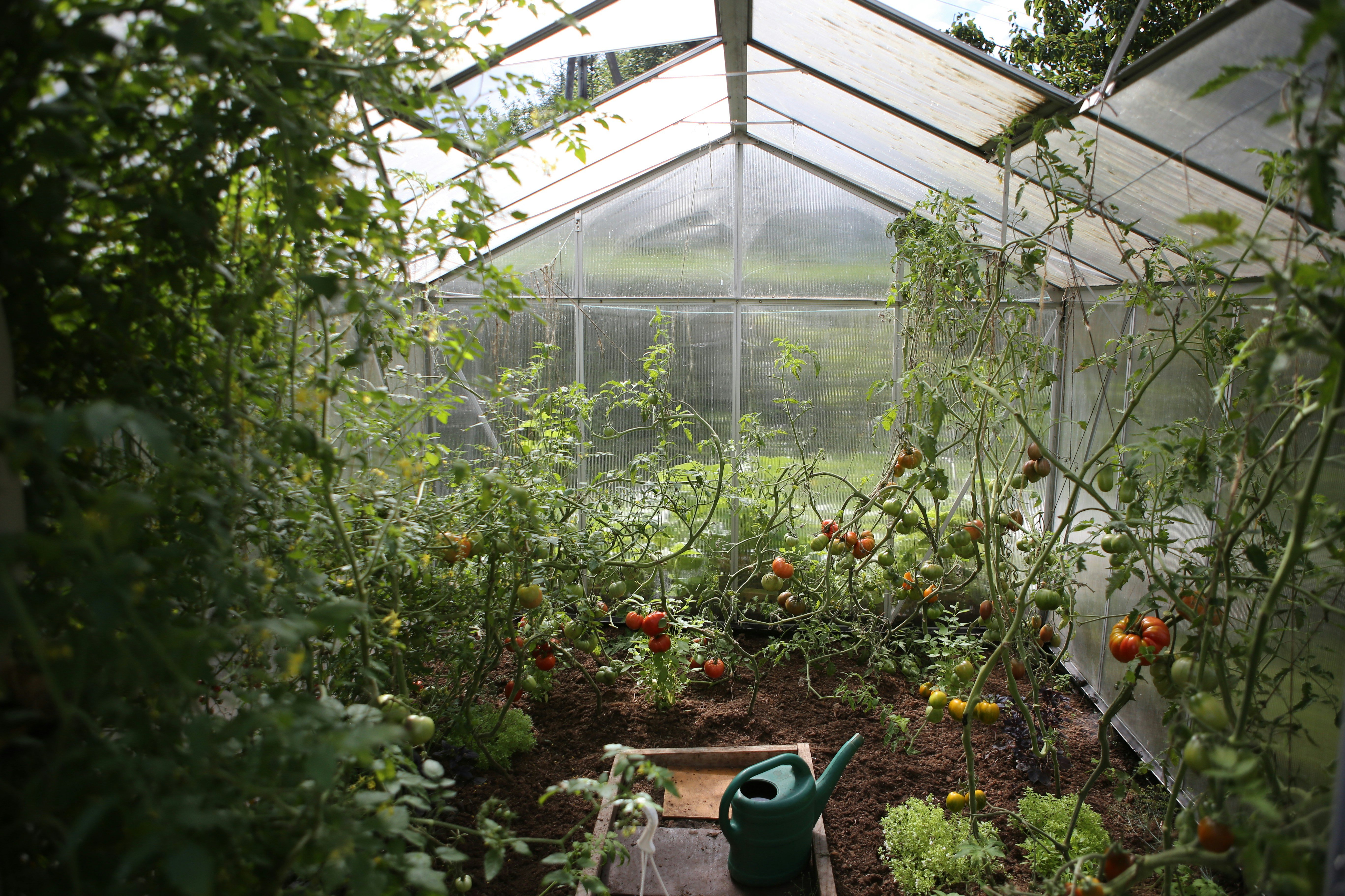 Geothermal energy fuels Colorado greenhouses that grow food through winter