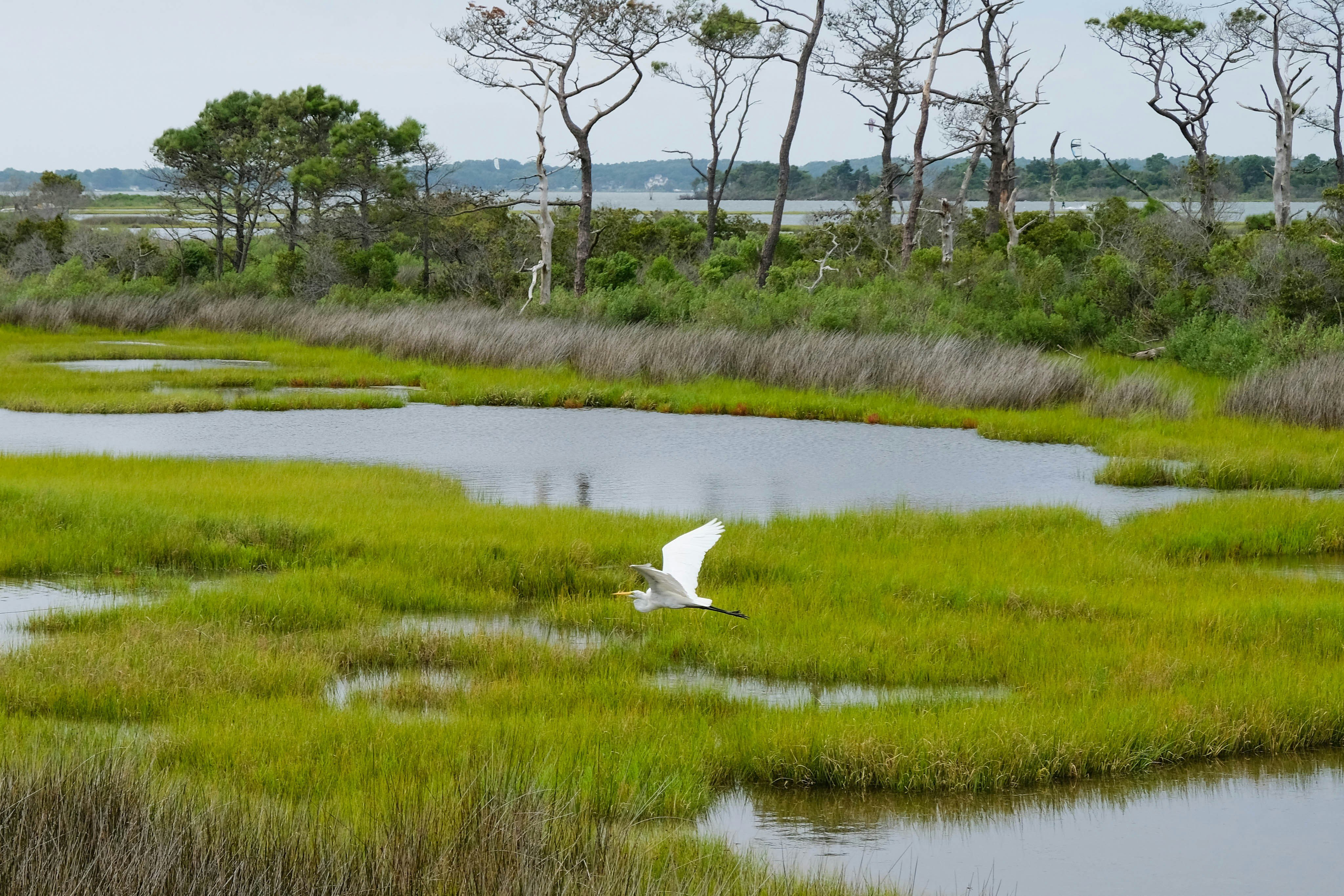 Wetland treaty talks falter as U.S. and Russia exit global conservation efforts