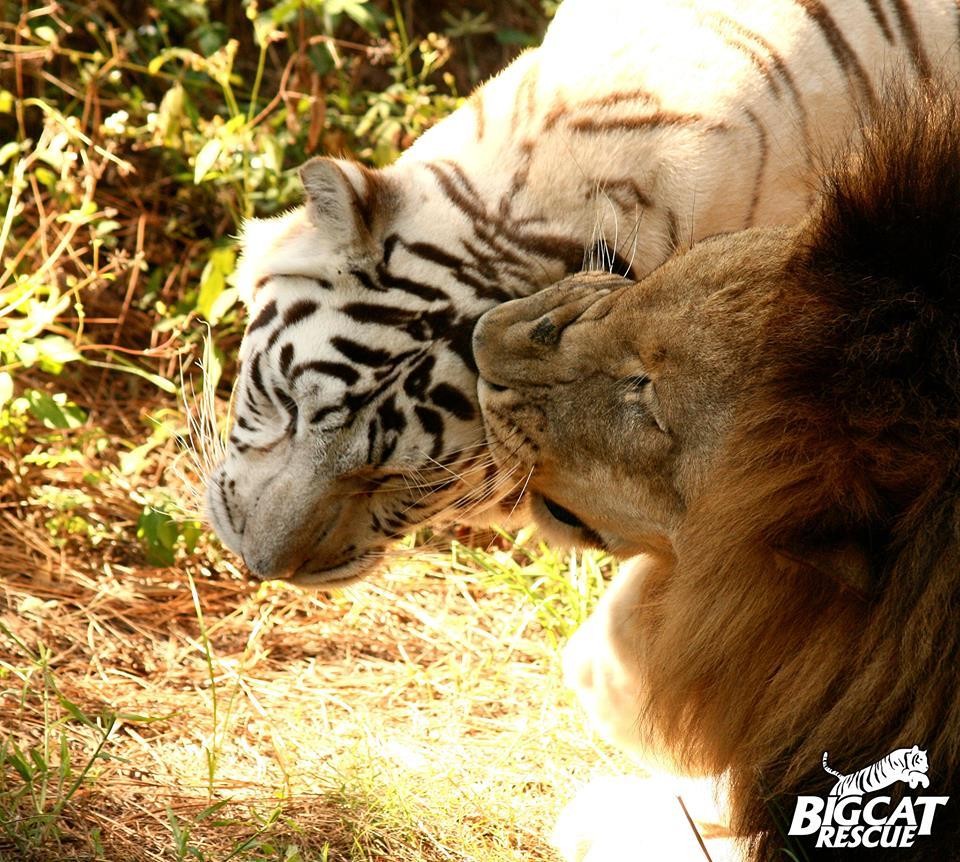 Белый тигр и Лев