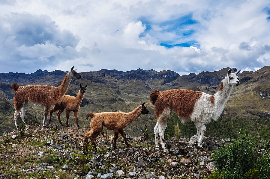 Ecuador’s Cajas highlands brace for gold rush as Loma Larga mine clears last hurdle