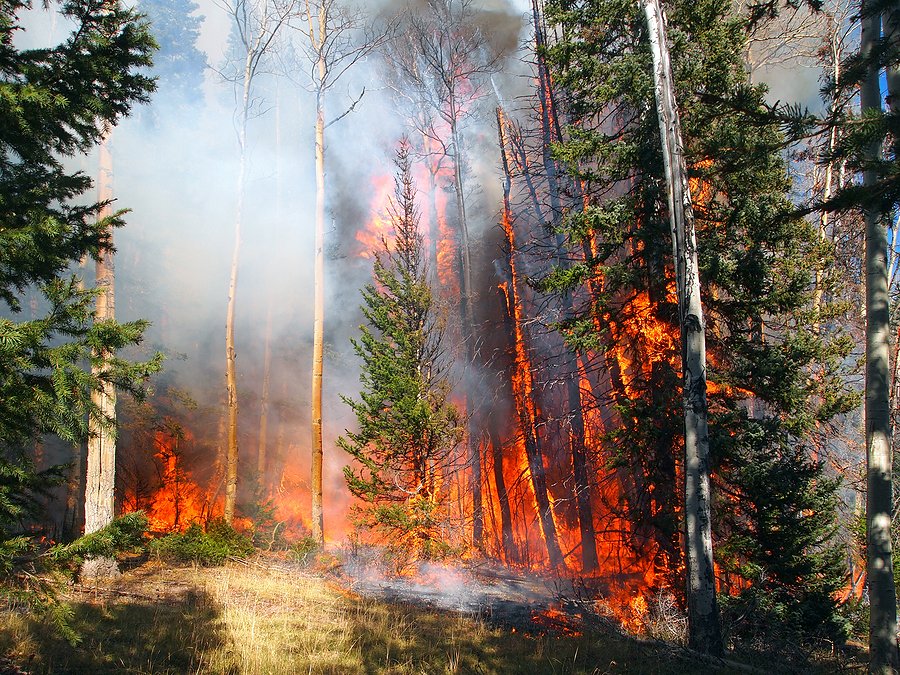 Climate-fueled drought primes western Washington forests for next megafire