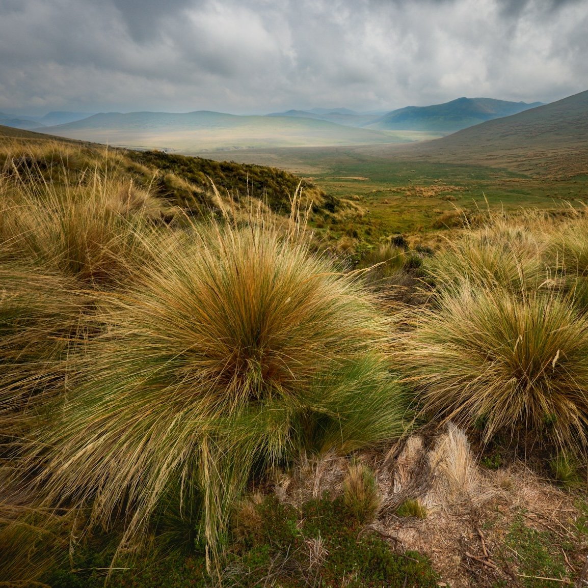 Restoring Ecuador’s páramos brings water and wildlife back to life