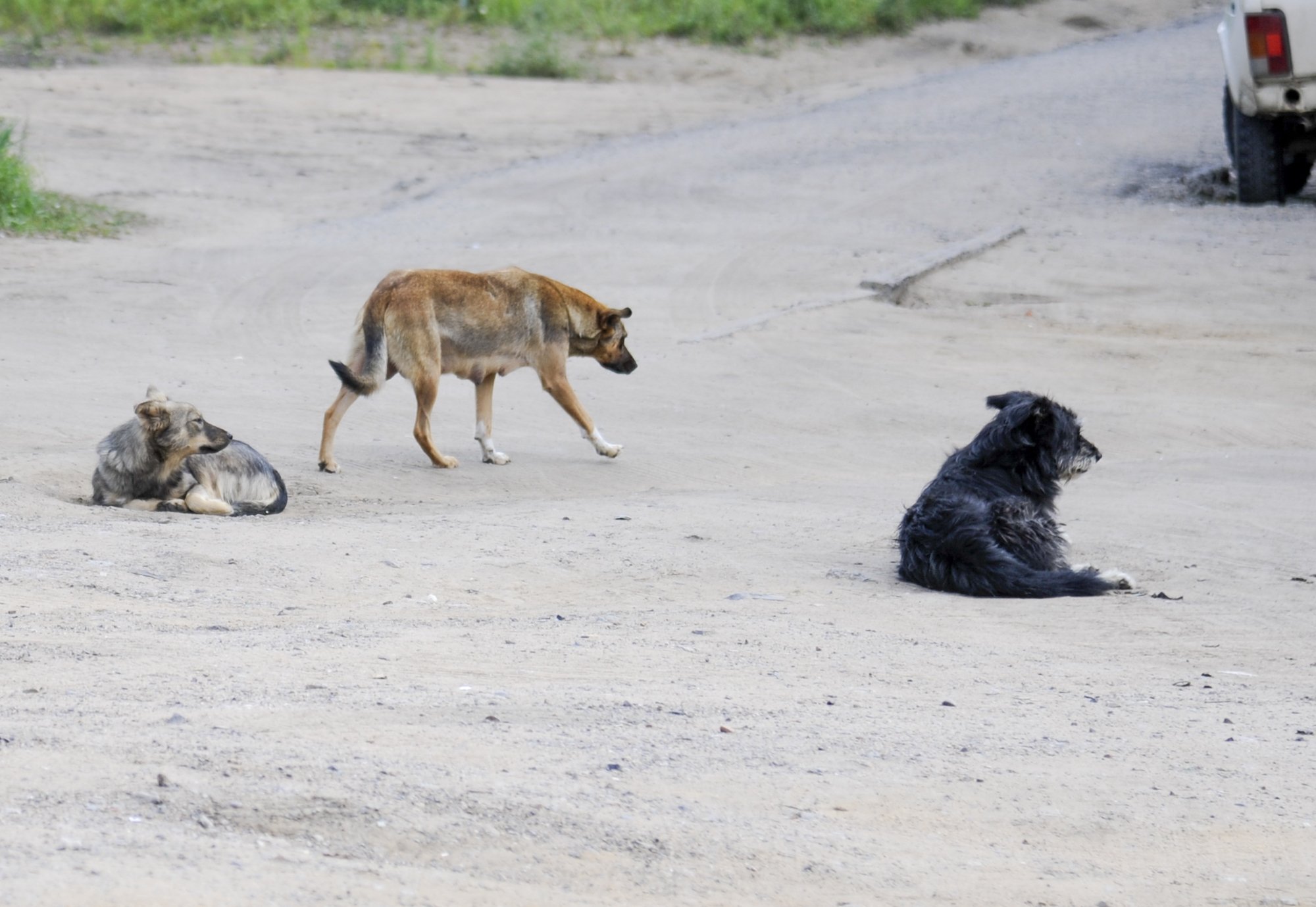 17-year-old girl brutally mauled by pack of dogs — her mom says she was ...