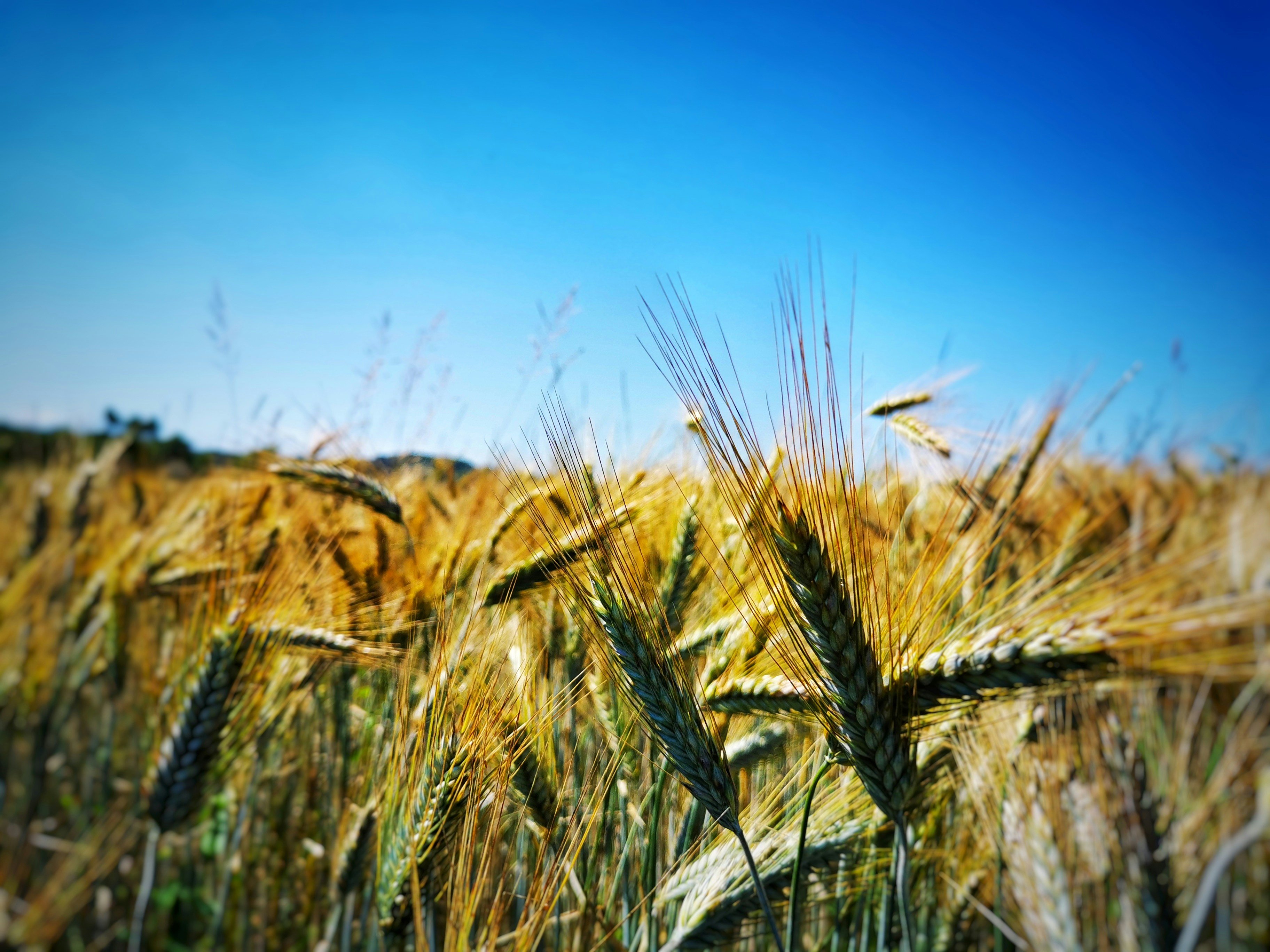 Climate change is undercutting the MAHA movement's healthy food agenda