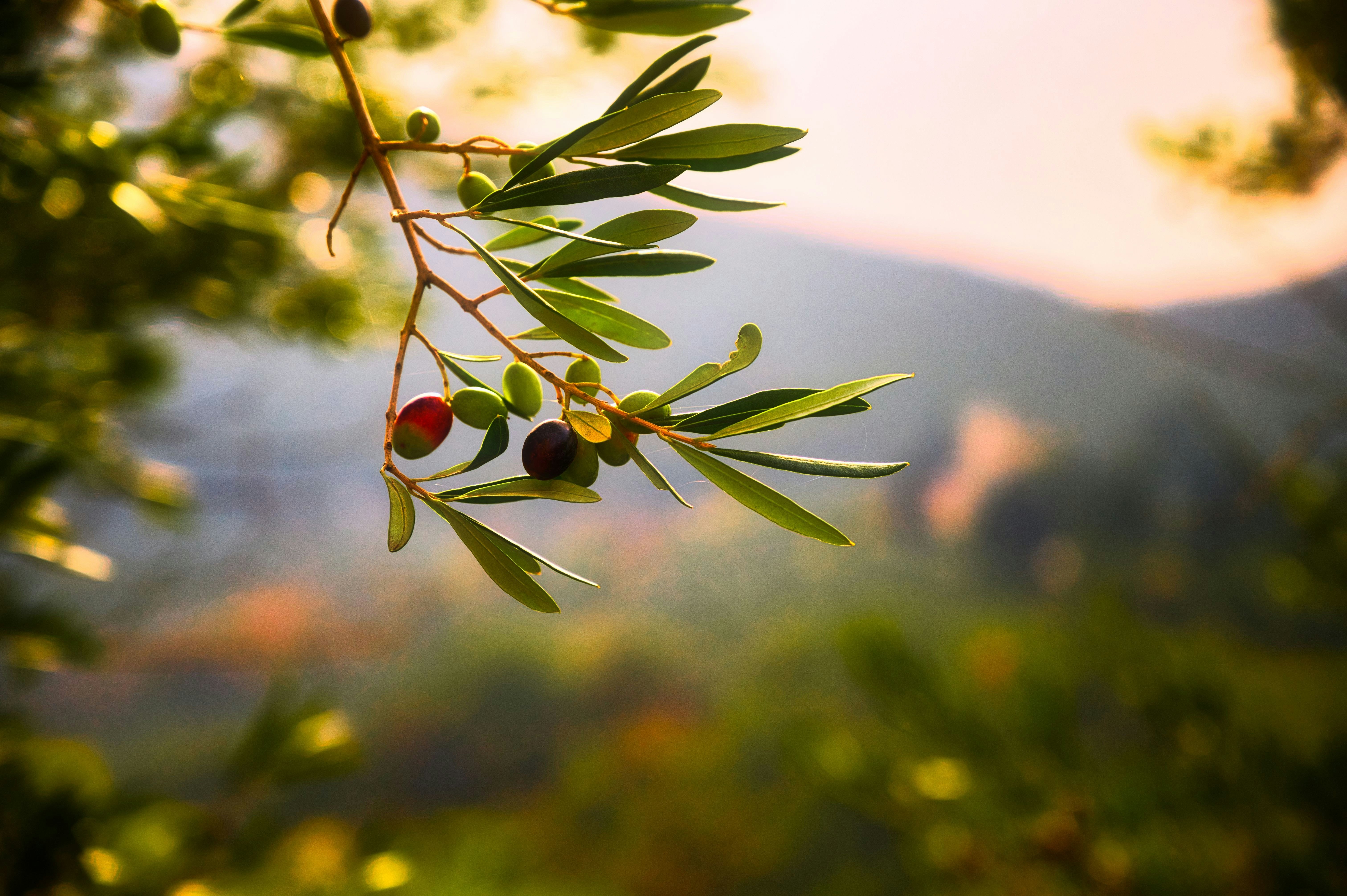 Wine, olive oil, and produce prices climb as southern Europe’s farms struggle with drought and heat
