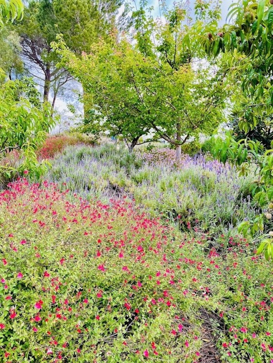Nature Girl’s Garden